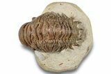 Detailed Crotalocephalina Trilobite - Atchana, Morocco #254513-2
